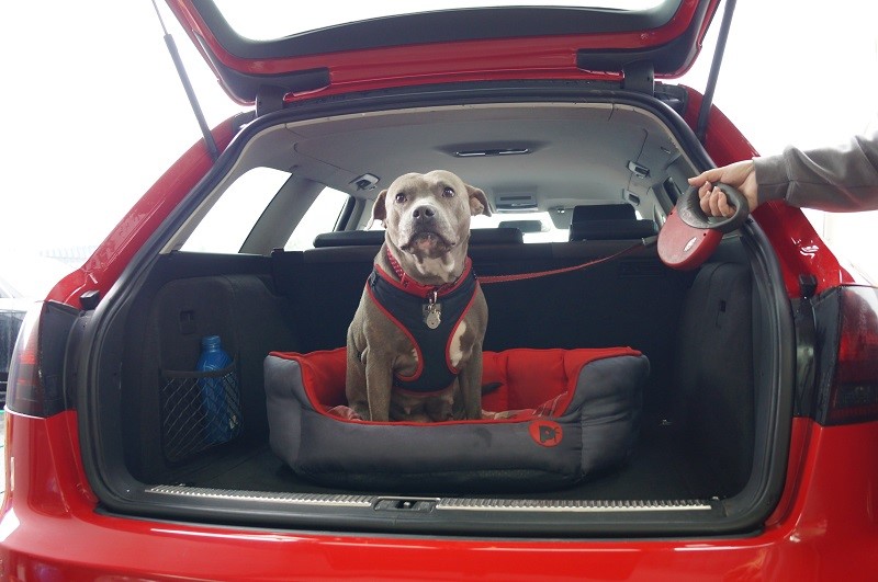 Dogs & Cats In Cars | How Window Tinting Helps